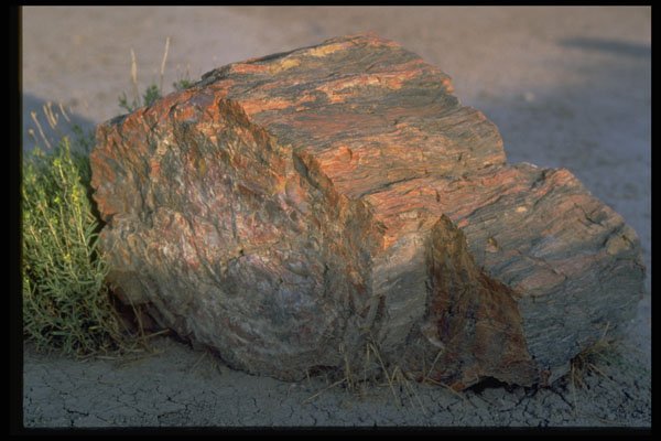 611015 Petrified Logs At Petrified Forest National Park A4 Photo Print