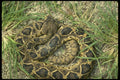 611022 Diamondback Rattlesnake A4 Photo Print
