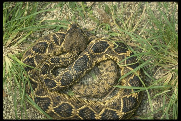 611022 Diamondback Rattlesnake A4 Photo Print