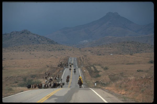 611031 Cattle And Cowboys Moving South On AZ 186 A4 Photo Print