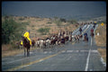 611033 Cowboys On Cattle Drive Near Wilcox A4 Photo Print