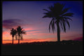 611041 Semi tropical Landscape A4 Photo Print