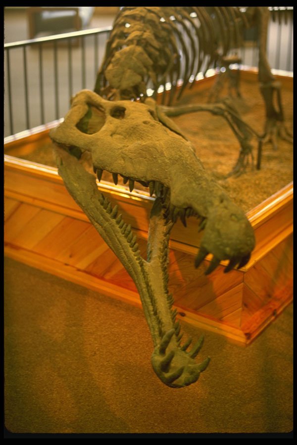 611045 Dinosaur Fossil, Petrified Forest National Park A4 Photo Print
