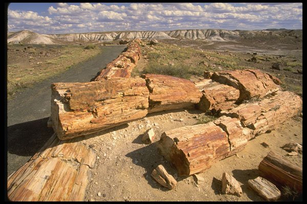 611046 Petrified Logs, Petrified Forest National Park A4 Photo Print