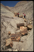611047 Petrified Wood, Petrified Forest National Park A4 Photo Print