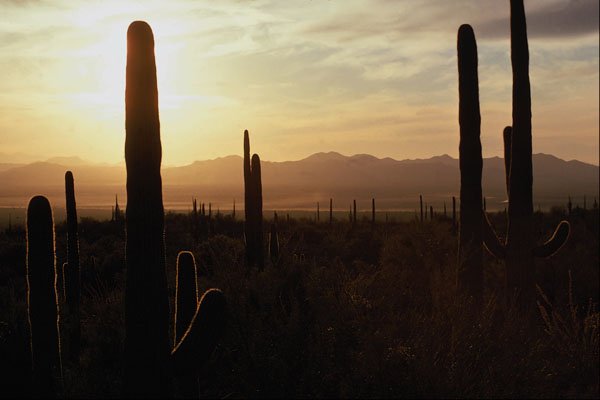 611054 Sunset Over Sonoran Desert A4 Photo Print