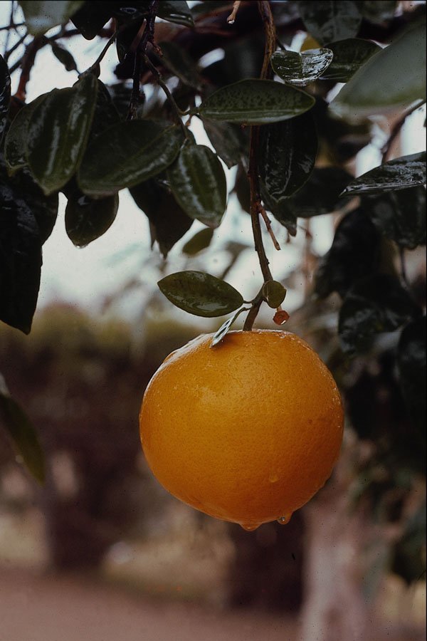 611057 Close up Of Grapefruit A4 Photo Print
