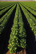 611058 Lettuce Fields Near Mohawk A4 Photo Print