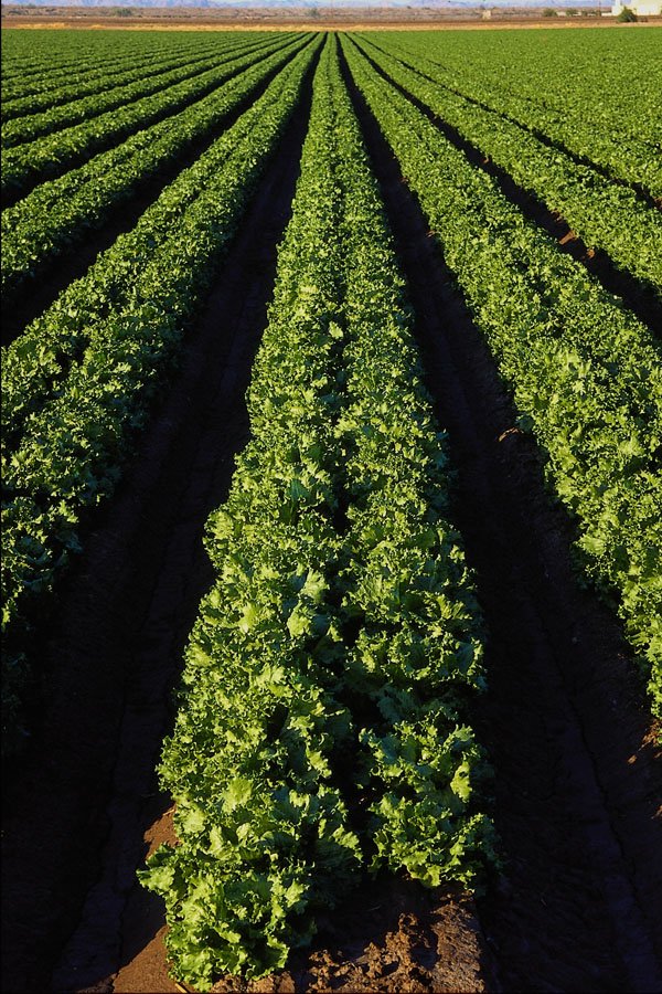 611058 Lettuce Fields Near Mohawk A4 Photo Print