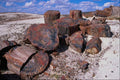 611066 Crystal Forest, Petrified Forest National Park A4 Photo Print