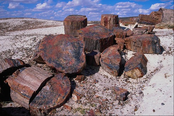 611066 Crystal Forest, Petrified Forest National Park A4 Photo Print