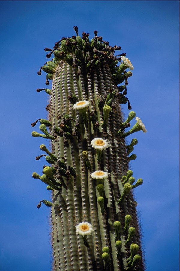 611067 Flower And Fruited Saguaro Cactus, Sonoran Desert A4 Photo Print