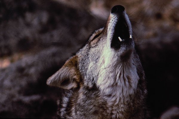 611068 Coyote Howling, Sonoran Desert A4 Photo Print