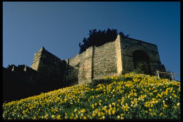 612013 Spring Daffodils And Lucy Tower, Lincoln Castle, England A4 Photo Print