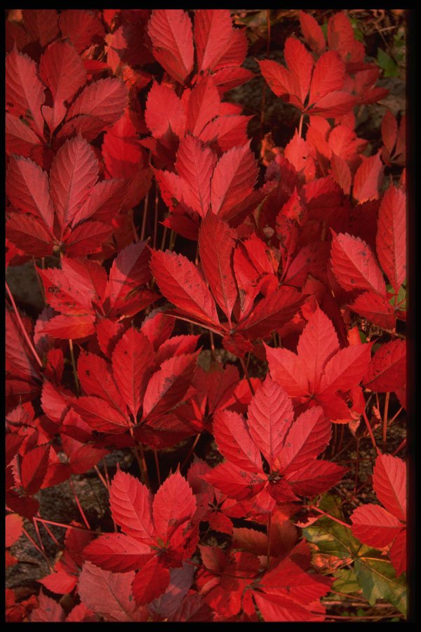 616000 Autumn Landscape, New England A4 Photo Print