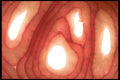 616005 Red Onion A4 Photo Print