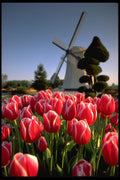 616008 Red Tulips And Windmill A4 Photo Print
