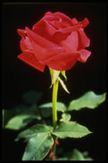 616009 Red Rose A4 Photo Print