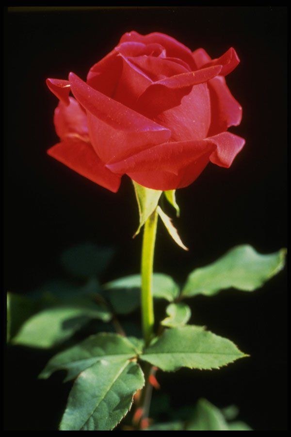 616009 Red Rose A4 Photo Print