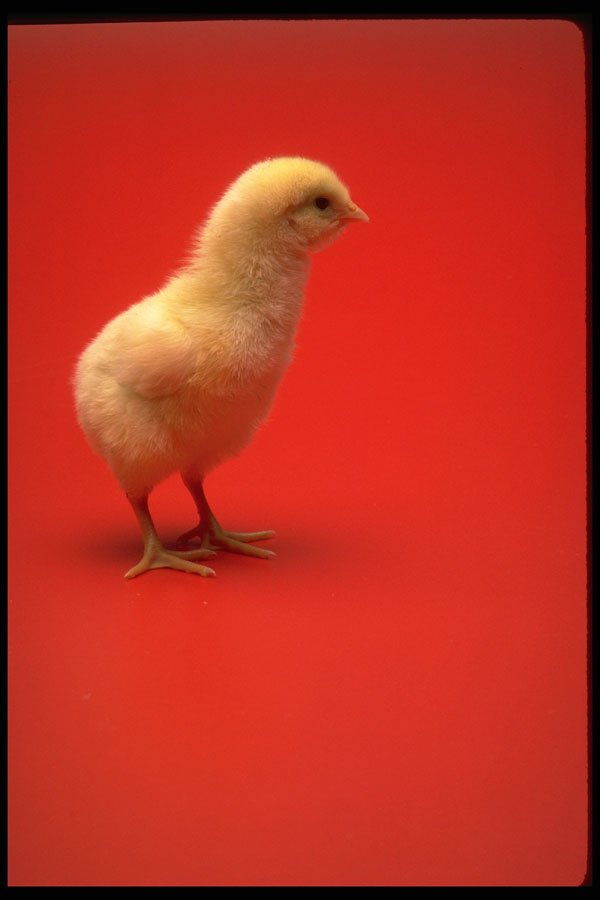 616010 Chick On Red Background A4 Photo Print
