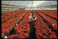 616011 Poinsettias A4 Photo Print