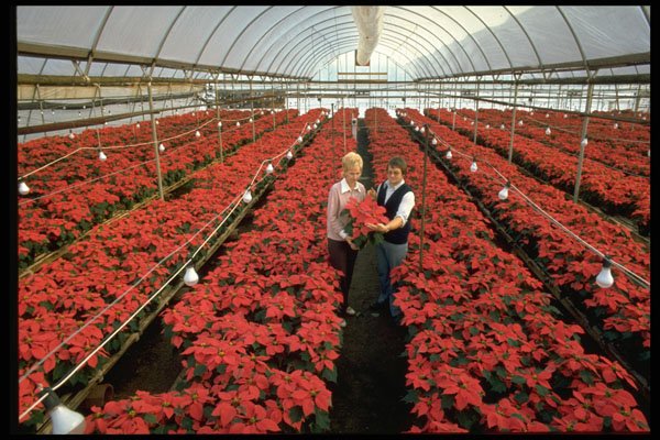 616011 Poinsettias A4 Photo Print