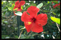 616012 Hibiscus A4 Photo Print