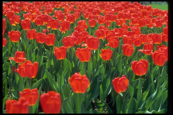 616013 Crimson Tulips A4 Photo Print