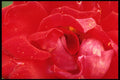 616014 Close up Of Red Rose A4 Photo Print