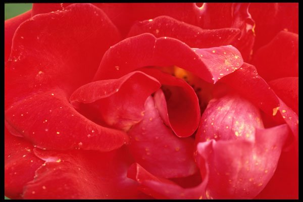 616014 Close up Of Red Rose A4 Photo Print