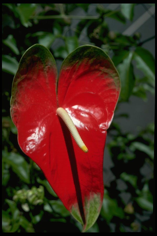 616015 Anthurium A4 Photo Print