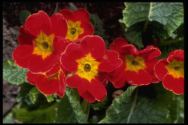 616016 Scarlet Primulas A4 Photo Print