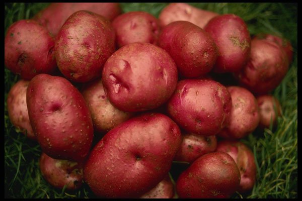 616017 Red Potatoes A4 Photo Print