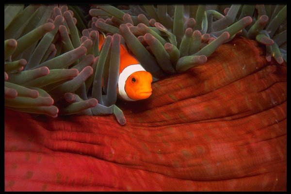 616022 Clown Anemone Fish And Red Anemone A4 Photo Print