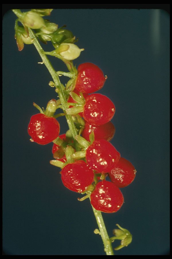 616023 Red Coral Bells A4 Photo Print