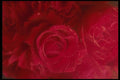 616024 Soft Red Roses A4 Photo Print