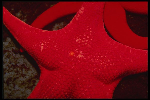 616025 Brilliant Red Starfish, Puget Sound, Washington A4 Photo Print