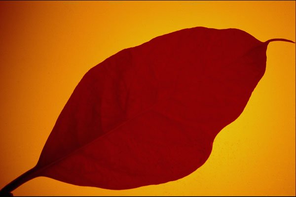 616026 Leaf A4 Photo Print
