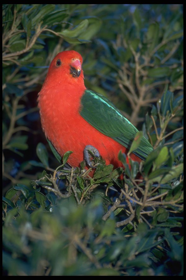616028 King Parrot, Australia A4 Photo Print