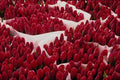 616031 Tulips, Amsterdam, Netherlands A4 Photo Print