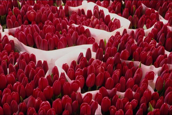 616031 Tulips, Amsterdam, Netherlands A4 Photo Print