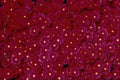 616032 Red Flowers Blooming Wall To Wall A4 Photo Print