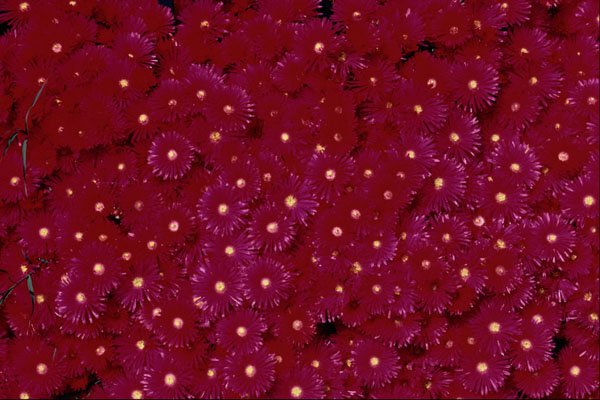 616032 Red Flowers Blooming Wall To Wall A4 Photo Print
