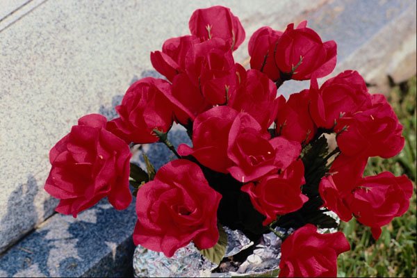 616034 Domestic Flowers, Stratford, Ontario, Canada A4 Photo Print