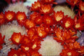 616036 Cactus Scarlet Ball A4 Photo Print