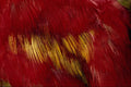 616038 Feathers, Chattering Lory A4 Photo Print