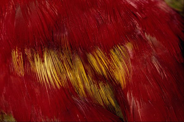 616038 Feathers, Chattering Lory A4 Photo Print