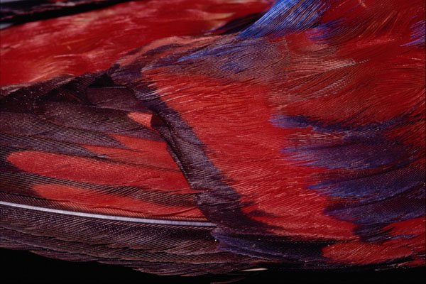 616039 Feathers, Red Lory A4 Photo Print