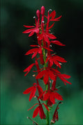 616040 Cardinal Flower A4 Photo Print