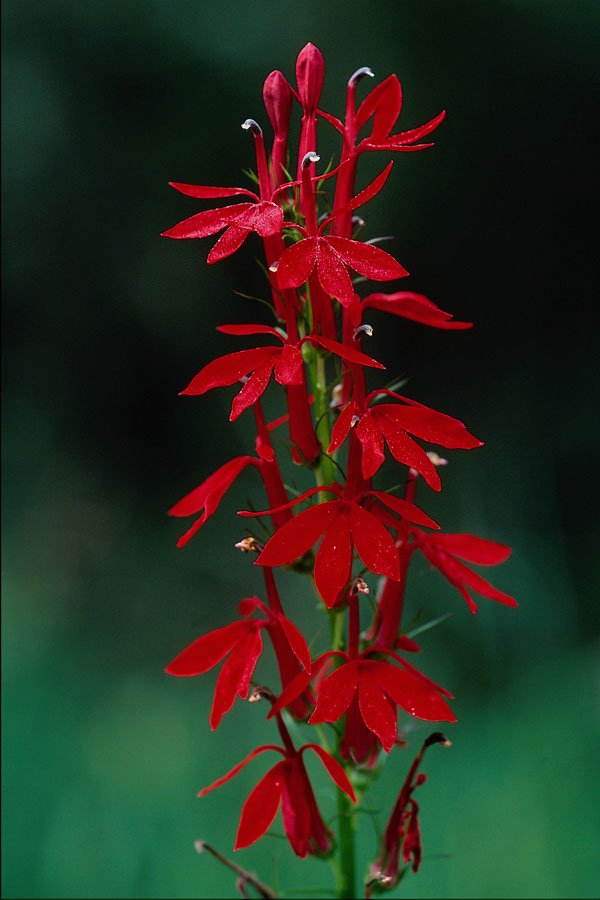 616040 Cardinal Flower A4 Photo Print